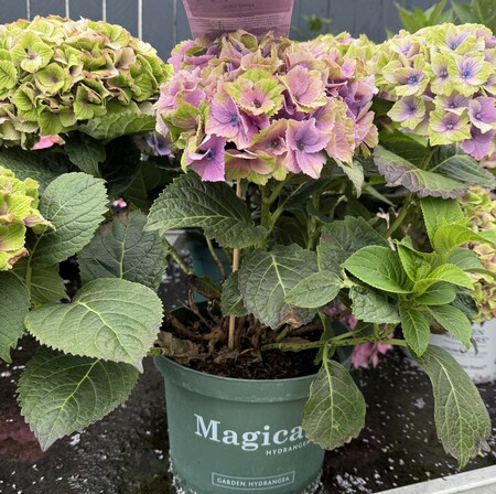 Hydrangea m. 'Magical'® mix - image 2