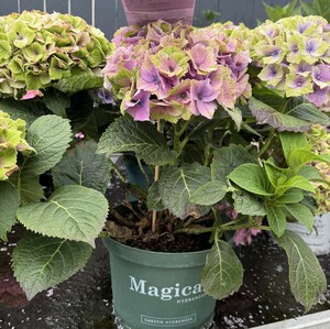 Hydrangea m. 'Magical'® mix - image 2