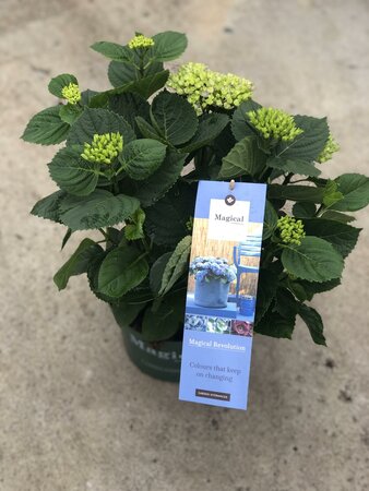 Hydrangea m. Magical Revolution Blue