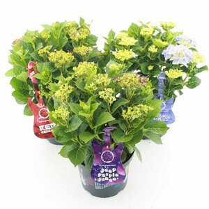 Hydrangea m. 'Music Collection'® mix 5 Ltr pot