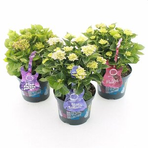 Hydrangea m. 'Music Collection'® mix