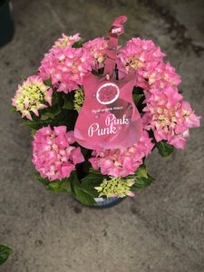 Hydrangea m. 'Music Collection' Pink Punk