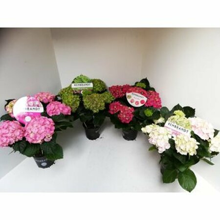 Hydrangea m. 'Rembrandt' mix