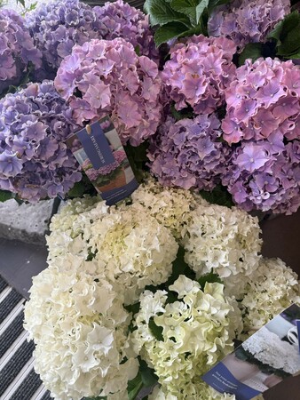 Hydrangea m. 'Surfing Safari'® mix - image 1