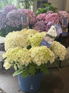 Hydrangea m. 'Surfing Safari'® mix - image 2