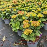 HYDRANGEA mac. Hot Red Purple