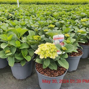HYDRANGEA mac. Ice Girl