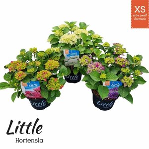 Hydrangea macr. ‘Little XS’ mix