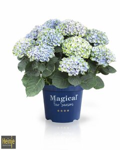 Hydrangea macr.'Magical Four Seasons