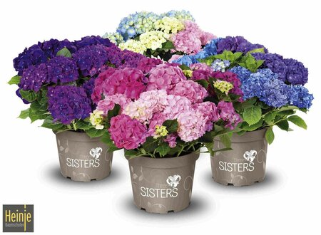Hydrangea macr. 'Three Sisters'