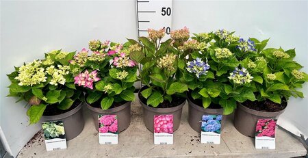 Hydrangea macrophylla mix