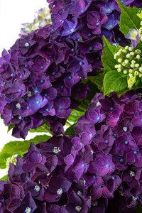 HYDRANGEA MUSICAL DEEP PURPLE DANCE
