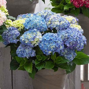 HYDRANGEA MUSICAL SOFT BLUE SALSA