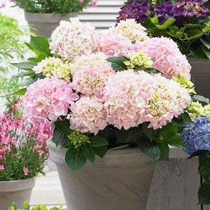 HYDRANGEA MUSICAL SOFT PINK SALSA