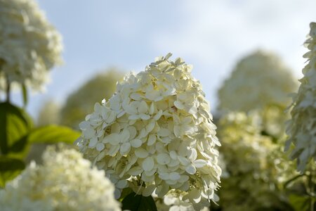 Hydrangea p. 'Garden Lights Collection'®