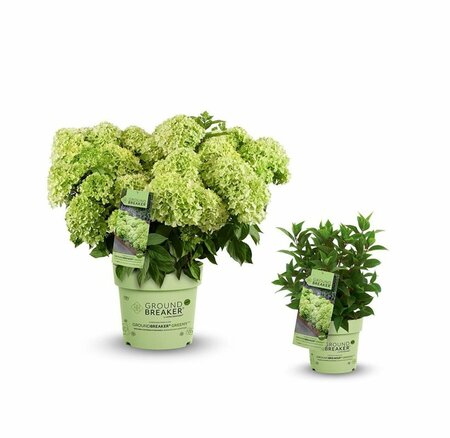 Hydrangea pan. 'Groundbreaker® Greeny™'