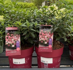 Hydrangea pan. 'Groundbreaker® Ruby™' 3 Ltr pot