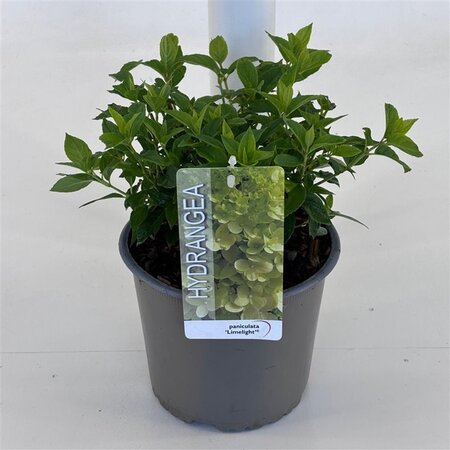 Hydrangea pan. 'Limelight' 3 Ltr pot