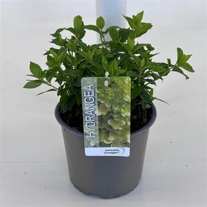 Hydrangea pan. 'Limelight' 3 Ltr pot