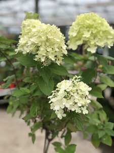 Hydrangea pan. 'Limelight' - image 2