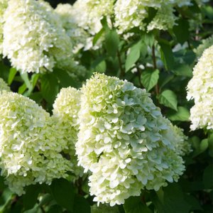 HYDRANGEA PAN. LIMELIGHT