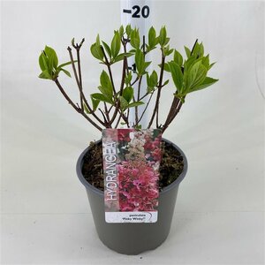 Hydrangea pan. 'Pinky Winky'