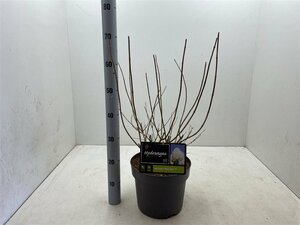 Hydrangea pan. 'Polar Bear'® 7.5 Ltr pot