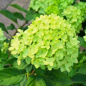 HYDRANGEA  pani. 'Little Lime'    5L