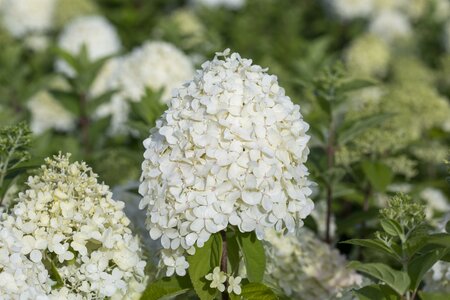 Hydrangea paniculata mix*