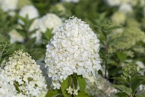 Hydrangea paniculata mix*