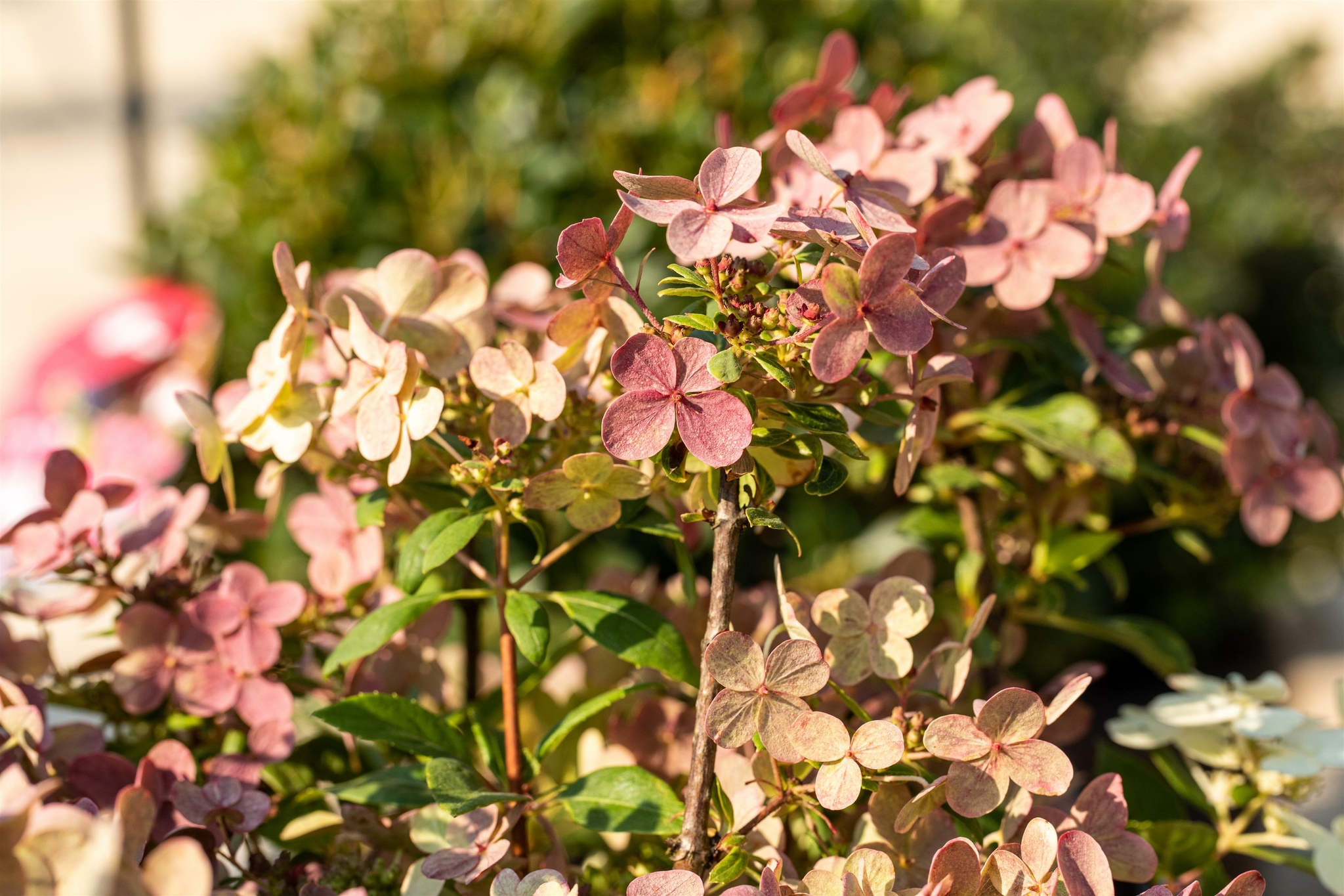 Hydrangea Switch Hydrangea paniculata 'Switch' ® - D and M Garden Centre