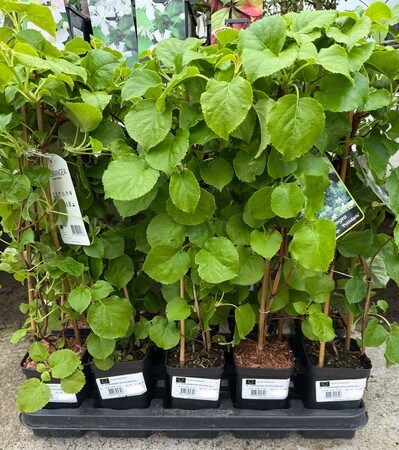 HYDRANGEA PETIOLARIS (NL)