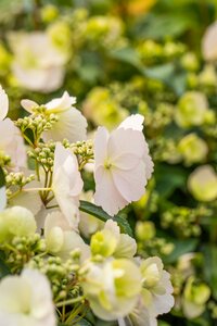 HYDRANGEA RUNAWAY BRIDE