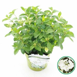 Hydrangea 'Runaway Bride'®