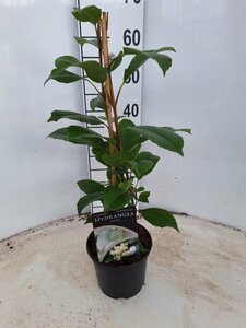 Hydrangea seemannii  40-50CM