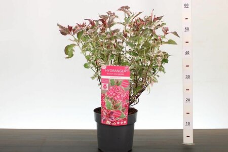 Hydrangea serr. 'Euphoria Pink'