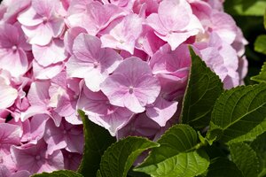 HYDRANGEA serr. Frozen Smoothie Pink