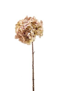 Hydrangea spray cream gold touch 45cm