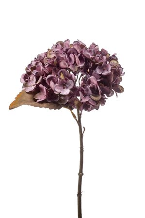 Hydrangea stem dry look lt purple