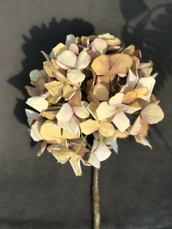 Hydrangea stem dry look ochre 62cm