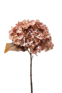 Hydrangea stem dry look old pink