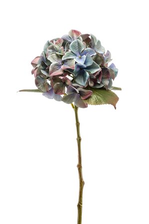 Hydrangea stem tt blue 47cm