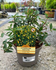HYPERICUM HIDCOTE