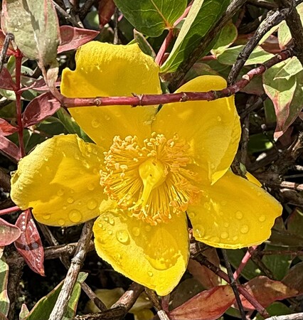 HYPERICUM M. TRICOLOR - image 1
