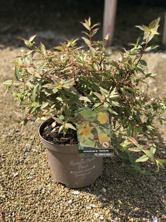 HYPERICUM M. TRICOLOR