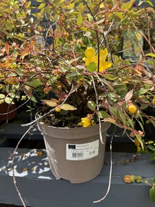 HYPERICUM M. TRICOLOR - image 2