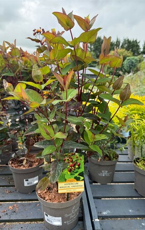 HYPERICUM MAGICAL IN VARIETIES - image 2