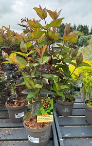 HYPERICUM MAGICAL IN VARIETIES - image 2