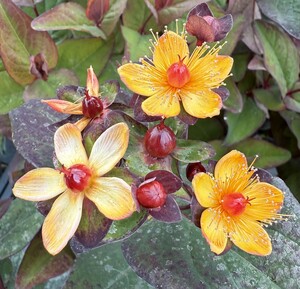 HYPERICUM MAGICAL IN VARIETIES - image 2