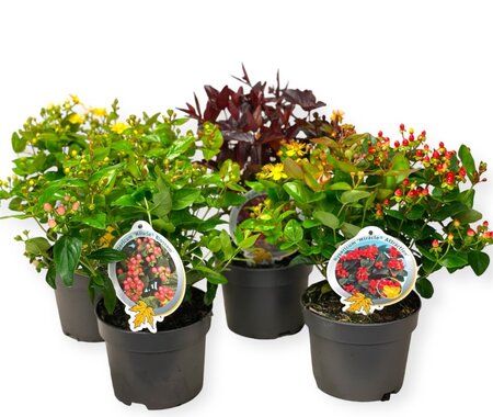 Hypericum 'Miracle'® mix